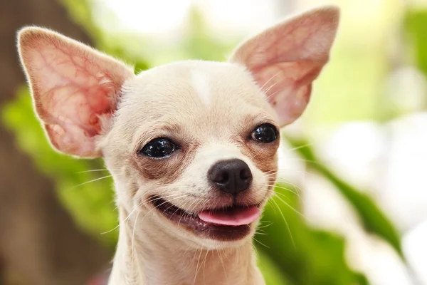 Schattig hondje — Stockfoto