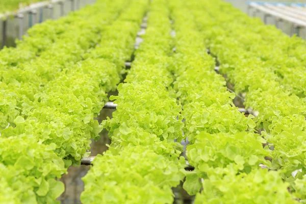 Hydroponic vegetable — Stock Photo, Image