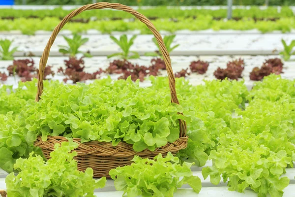 Hydroponic vegetable farm — Stock Photo, Image