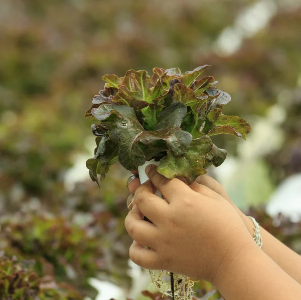 Hydroponic vegetable farm — Stock Photo, Image