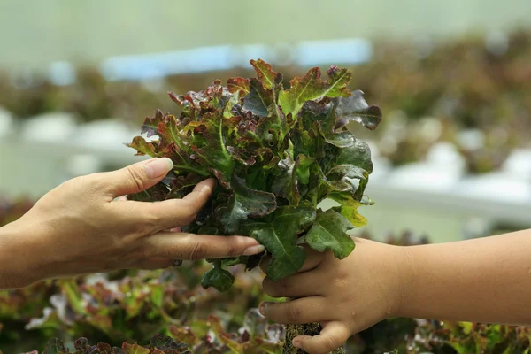 Hydroponic vegetable farm — Stock Photo, Image