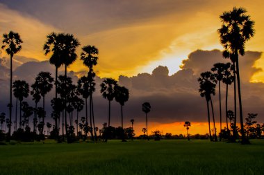 Sugar palm ağaçlar