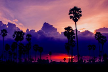 Sugar palm ağaçlar