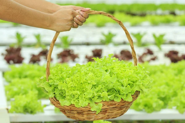 Hydroponic vegetable farm — Stock Photo, Image