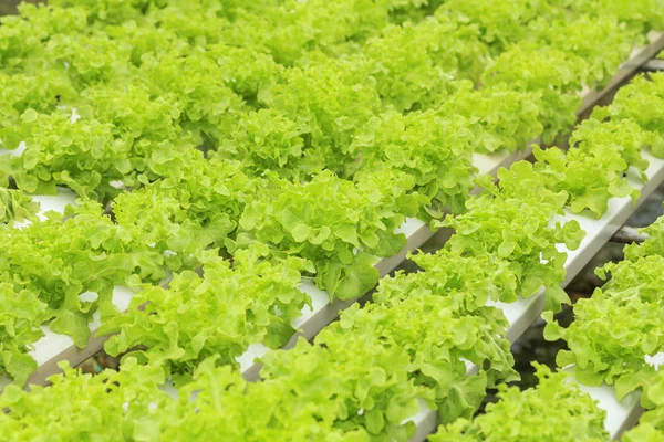 Hydroponic vegetable — Stock Photo, Image