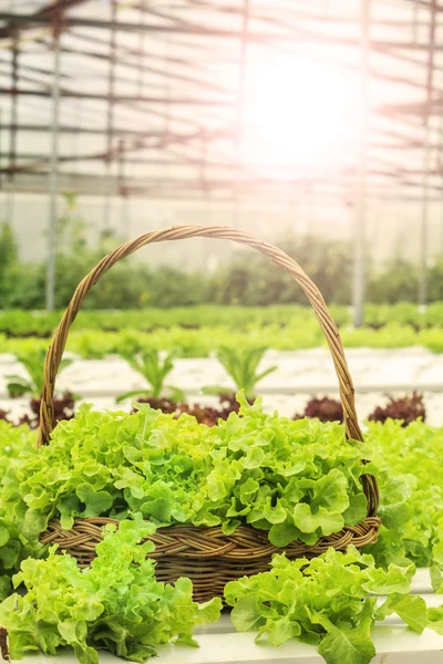 Hydroponic vegetable — Stock Photo, Image