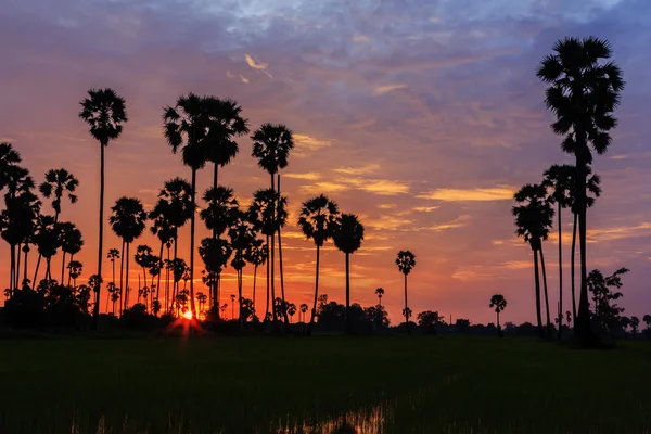 Suiker palm — Stockfoto