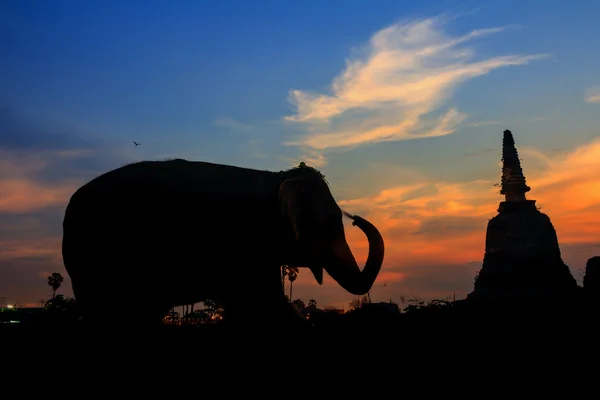 Elefantes silhueta e stupa — Fotografia de Stock