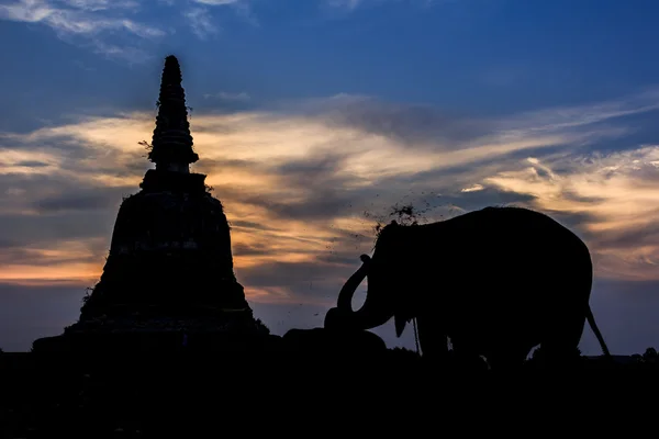 剪影大象和佛塔 — 图库照片