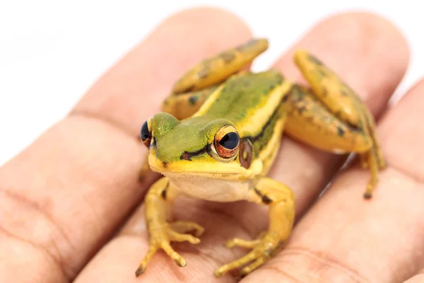 Green frog — Stock Photo, Image