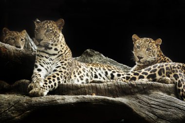 leopar