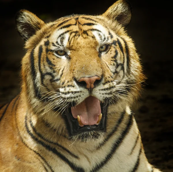 Tigre — Fotografia de Stock