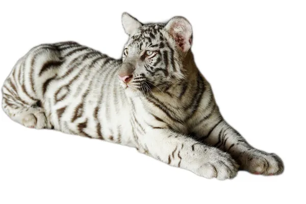 Weißer Tiger — Stockfoto