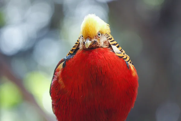 Bażant złocisty (Chrysolophus pictus)) — Zdjęcie stockowe