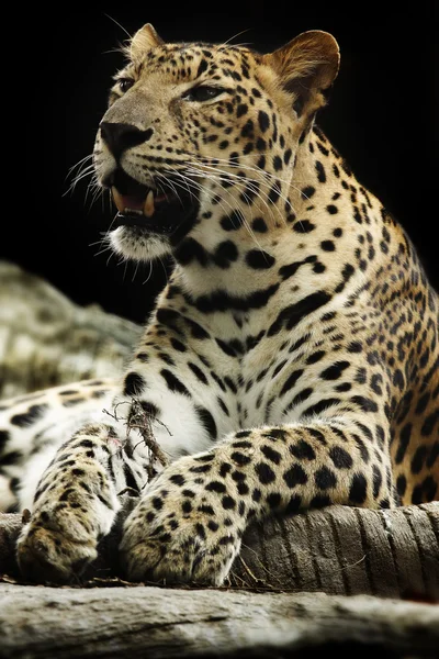 Leopardo — Foto de Stock