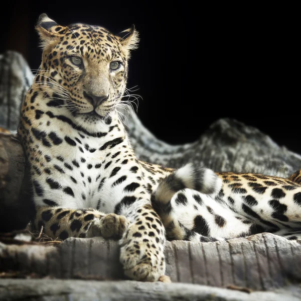 Леопардовая ложь — стоковое фото