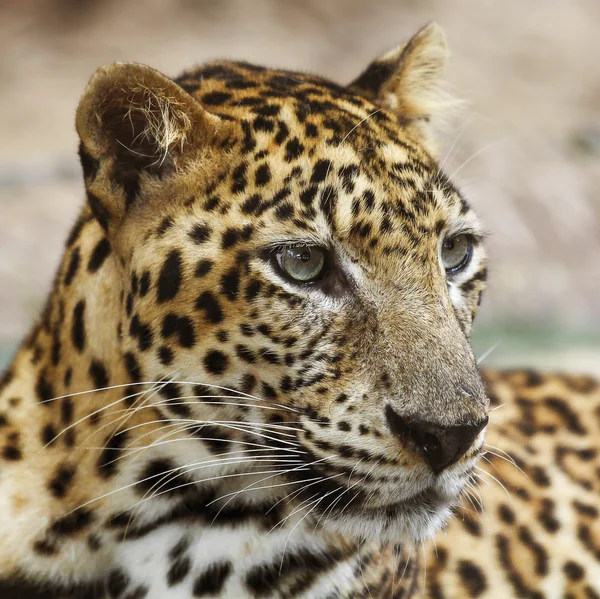 Леопардовая ложь — стоковое фото