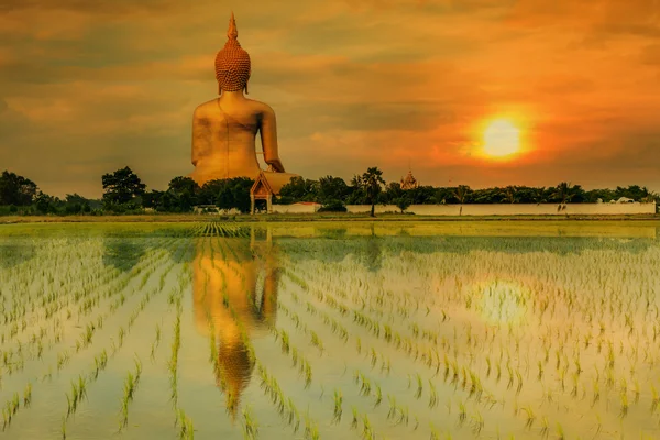 Nagy buddha szobor — Stock Fotó