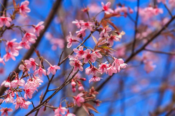 Cherry blossoms — Stock Photo, Image