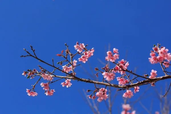 Cherry blossoms — Stock Photo, Image