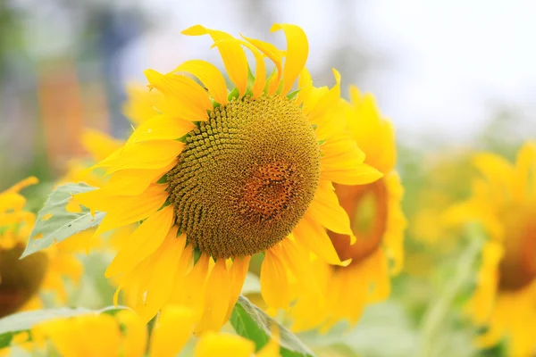 Sunflowers — Stock Photo, Image