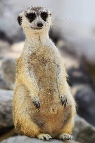 Meerkat — Photo