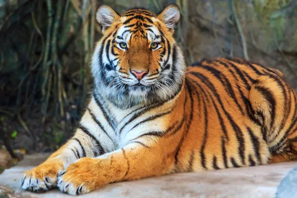 Tigre — Foto Stock