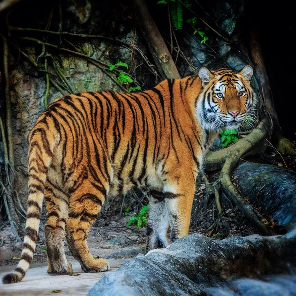 Fechar Tigre perigoso — Fotografia de Stock