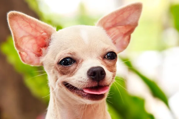 Cute little dog smile — Stock Photo, Image