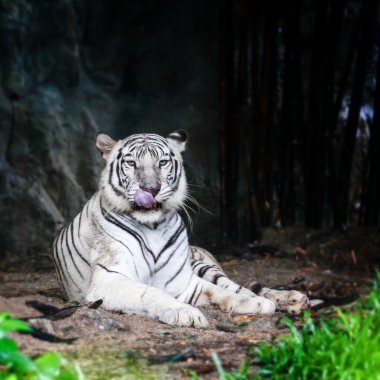 White tiger clipart