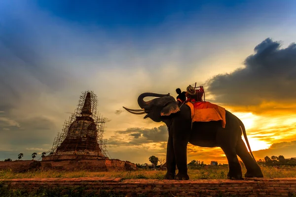 Elephants and stupa — Stock Photo, Image