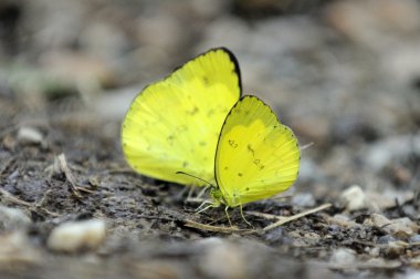 taş zemin üzerine sarı kelebek.