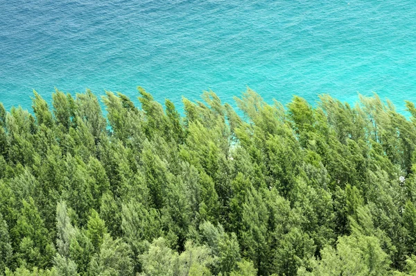 Les pins du bord de mer . — Photo