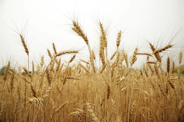 Fields of golden barley — Stock Photo, Image
