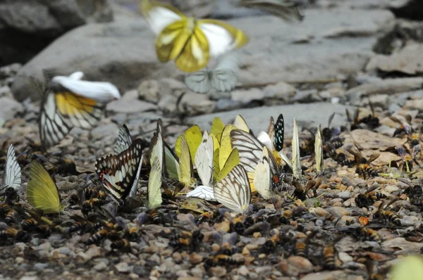 Flock of butterflies on a stone floor. — Stock Photo, Image