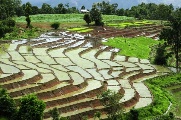 Terraza de arroz — Foto de Stock
