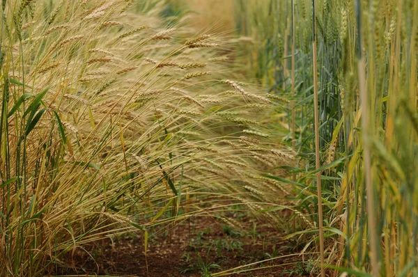 Golden fields of barley — Stock Photo, Image