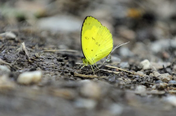 Yellow butterfly on stone floor. — Stock Photo, Image