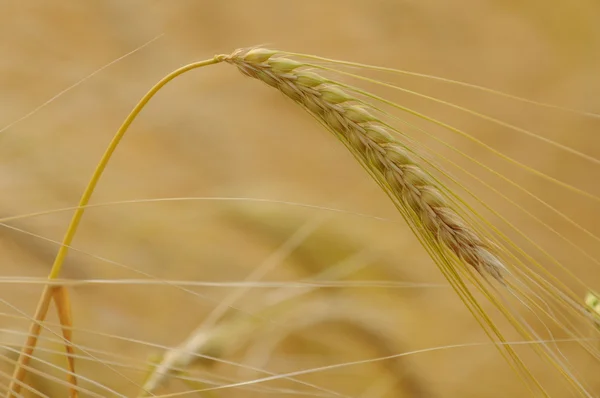 Golden barley — Stock Photo, Image