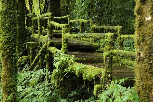 Foresta pluviale tropicale lussureggiante . — Foto Stock