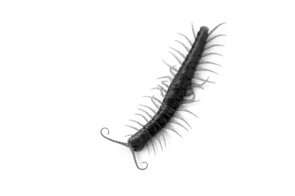 Centipede — Stock Photo, Image