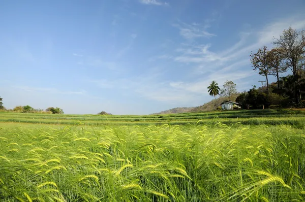 Green fields of barley — Stock Photo, Image