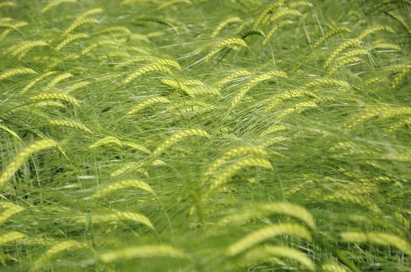 Green fields of barley — Stock Photo, Image