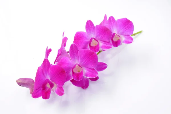 Orchid — Stock Photo, Image