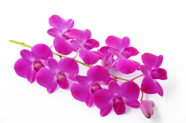 Orchid — Stock Photo, Image