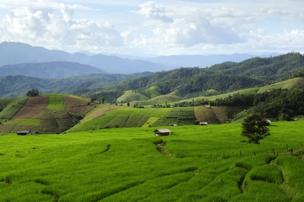 Rice Fields — Stock Photo, Image