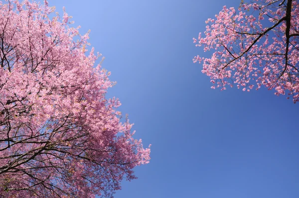 pembe sakura