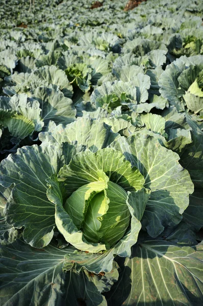 Convert fresh green cabbage. — Stock Photo, Image