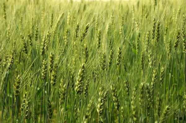 Green fields of barley — Stock Photo, Image