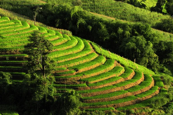 Rice Terrances — Stock Photo, Image